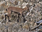 50 Stambecco sulle rocce del Monte Aga